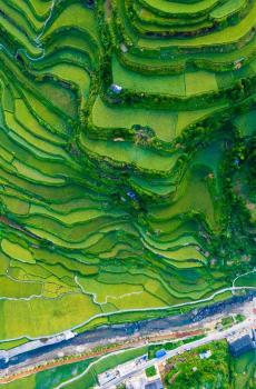青翠梯田