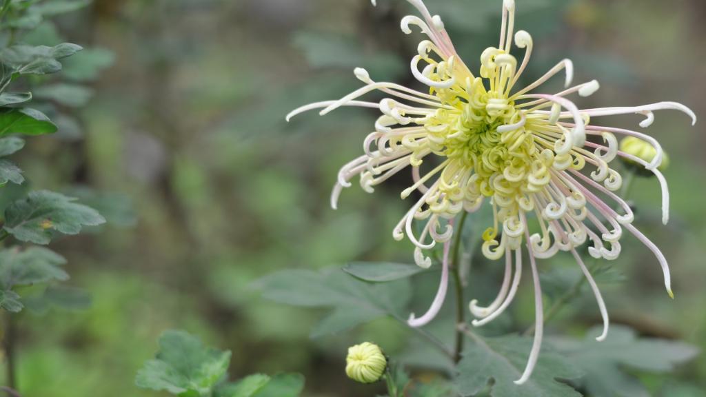 花园里盛开的鲜花