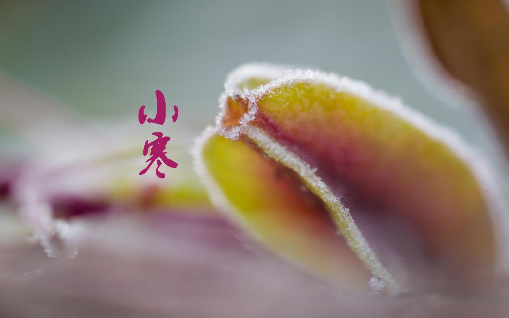 节气小寒的雪景