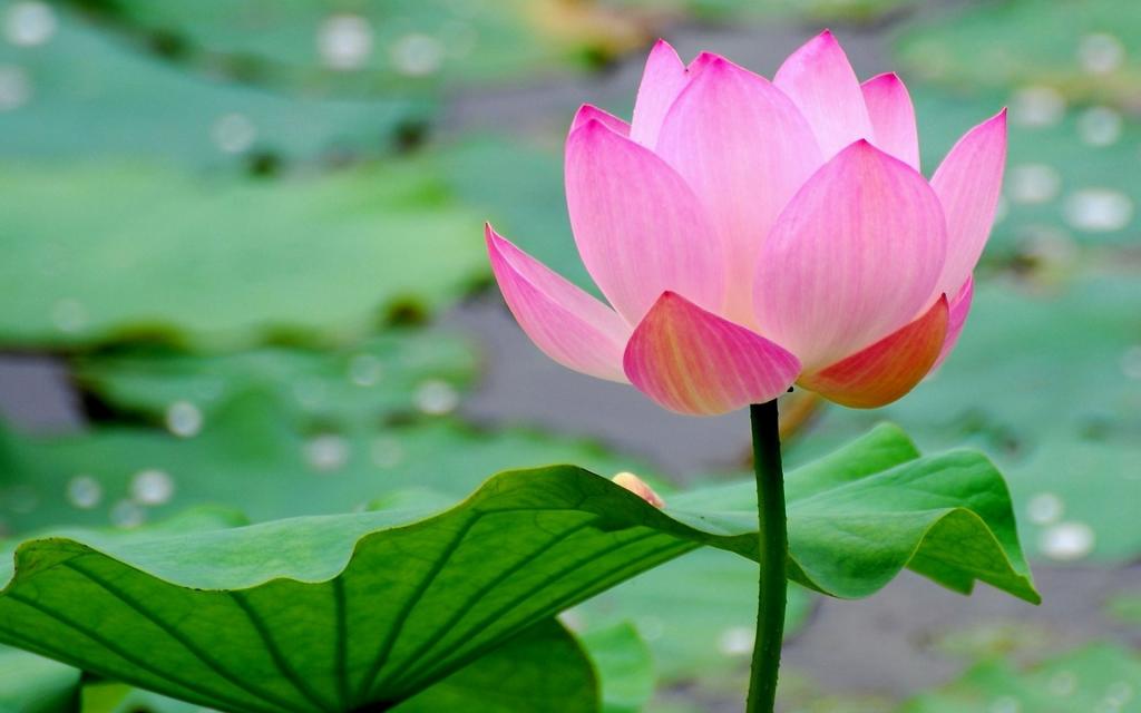 微距高清朦胧花儿