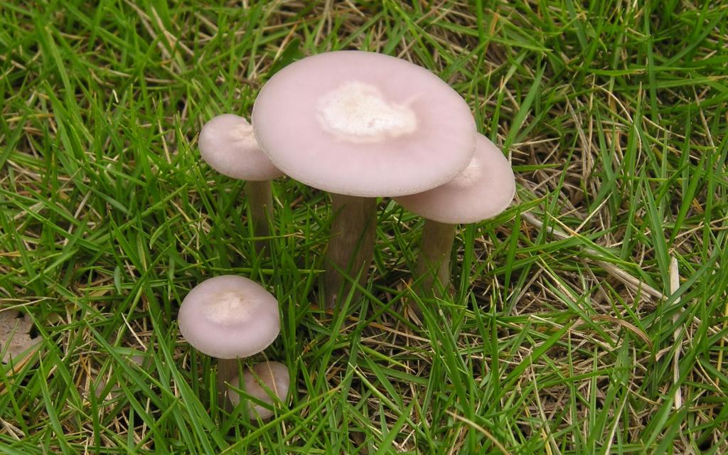 野生菌类蘑菇