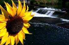 无边无际的葵花写真