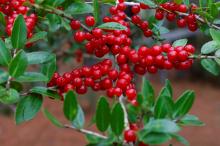 冬青——常绿乔木
