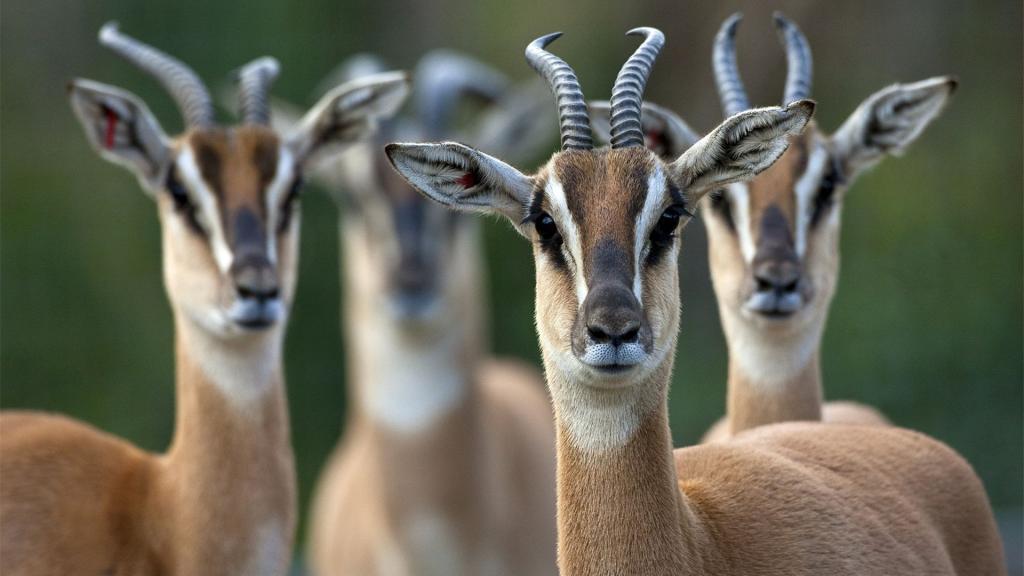 非洲野生动物图片