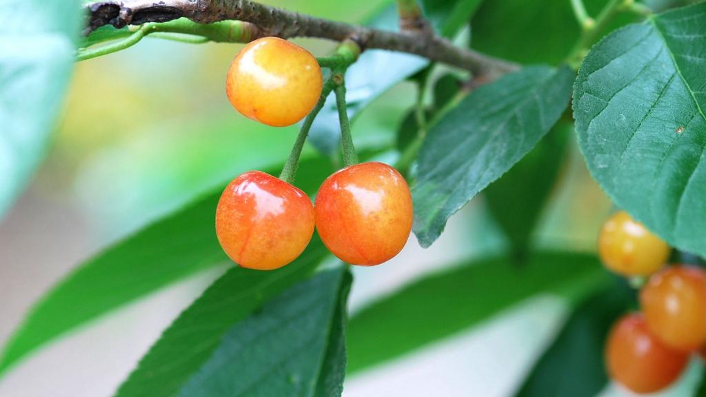 雨后诱人的樱桃