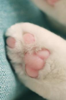可爱猫爪子