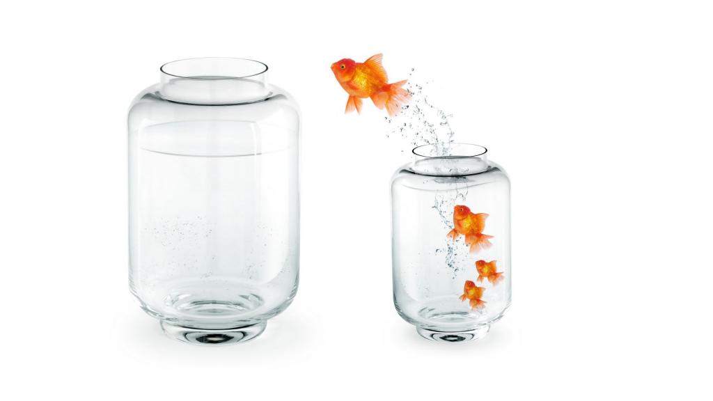 鱼缸中的金鱼惹人爱