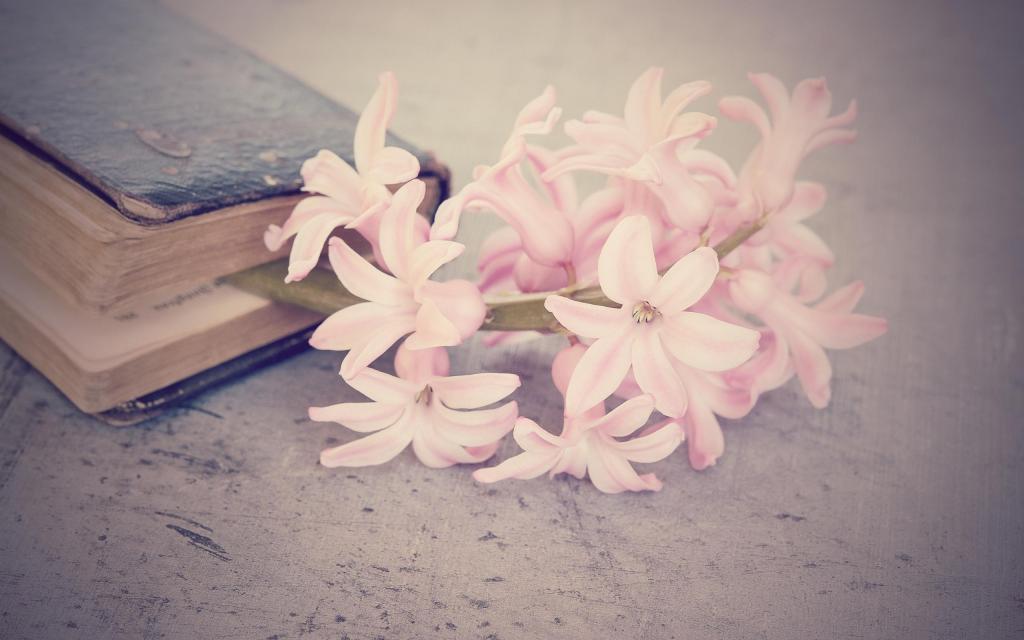 唯美风信子居家小清新花盆