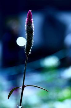 唯美狗尾巴特写