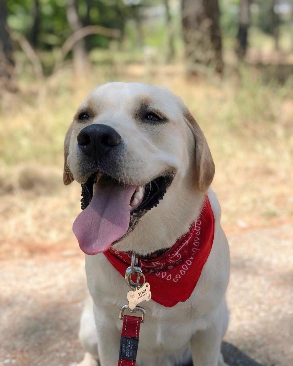 温和的拉布拉多