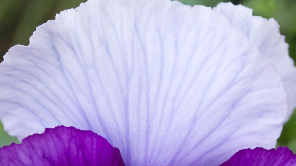 美丽的金达莱花卉