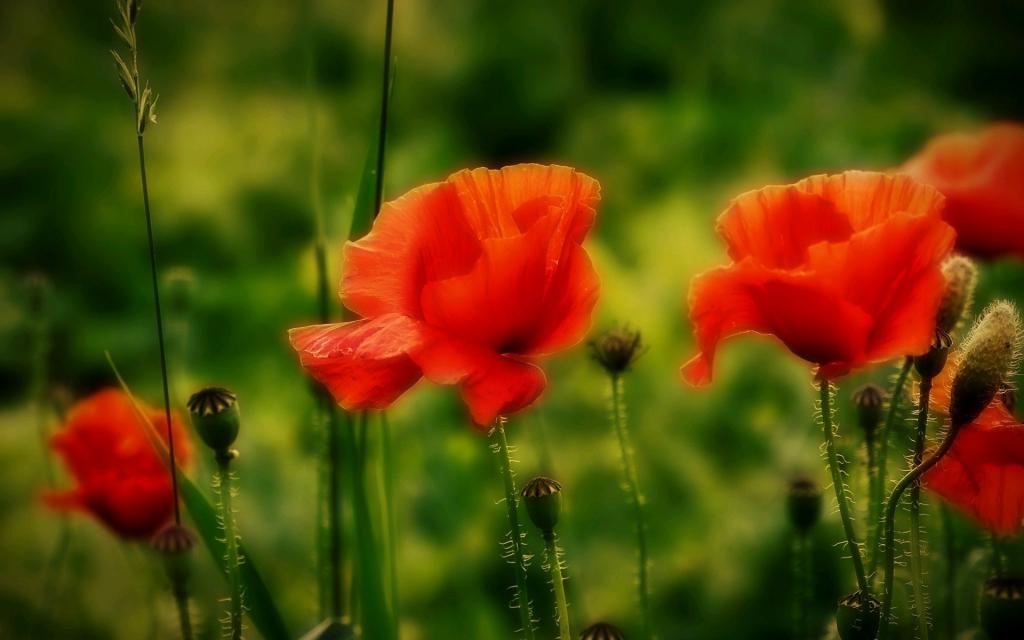 罂粟花