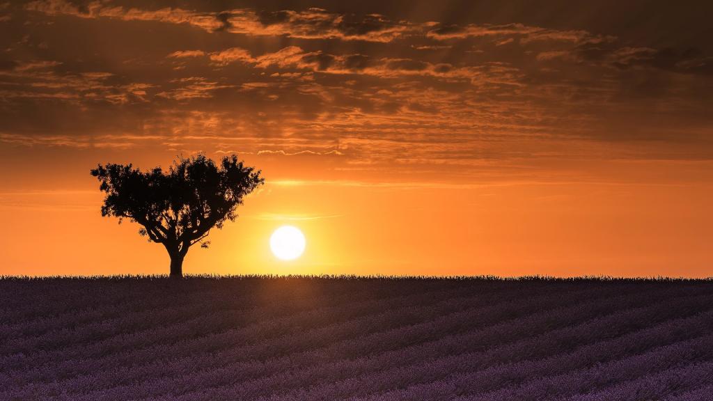 黄昏下的一颗树