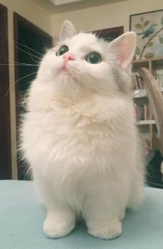 可爱小猫咪超萌写真-2