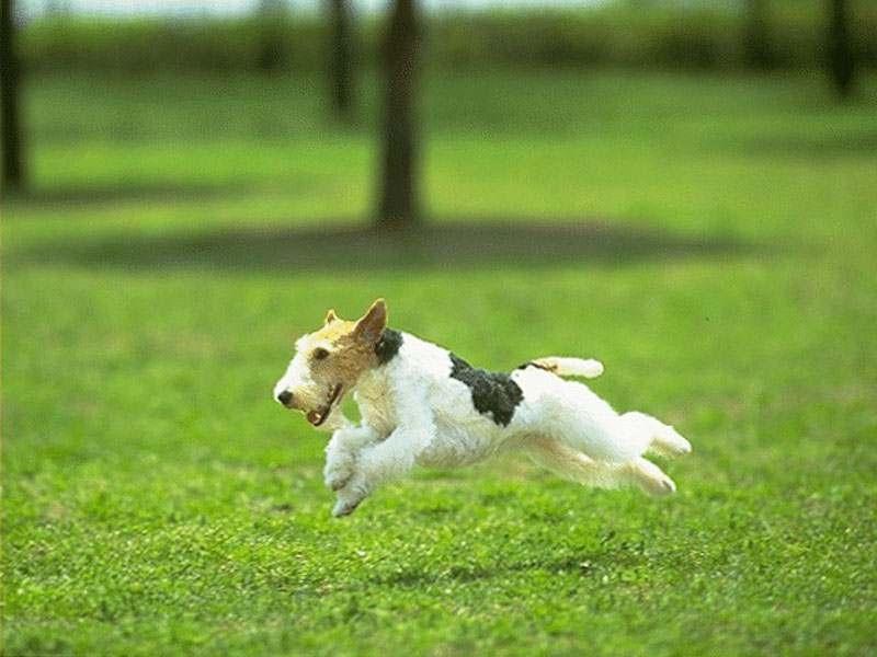 欢蹦乱跳的狗狗