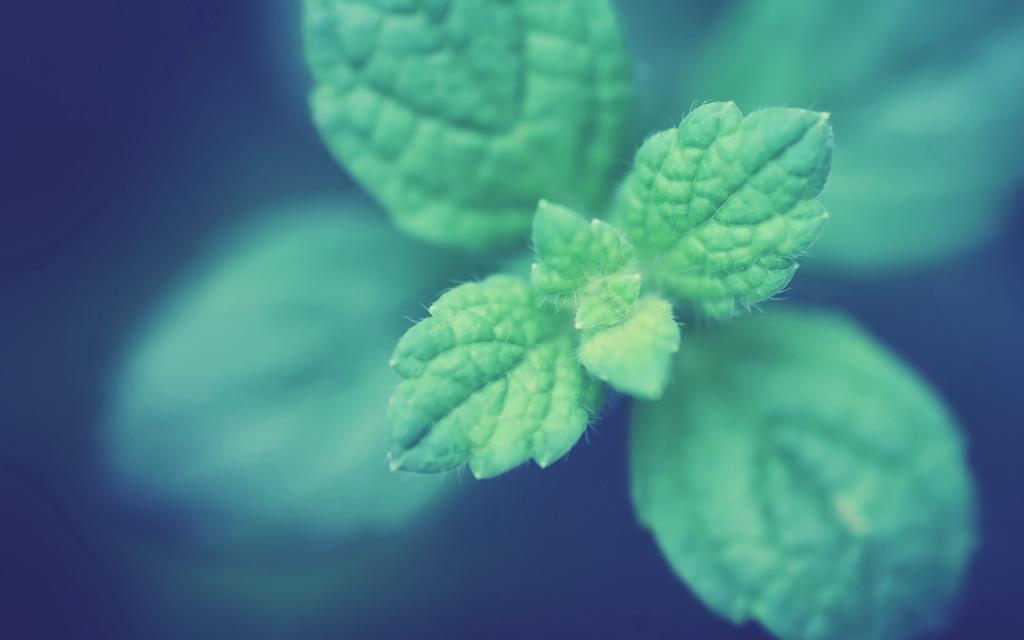 小清新绿色护眼图片