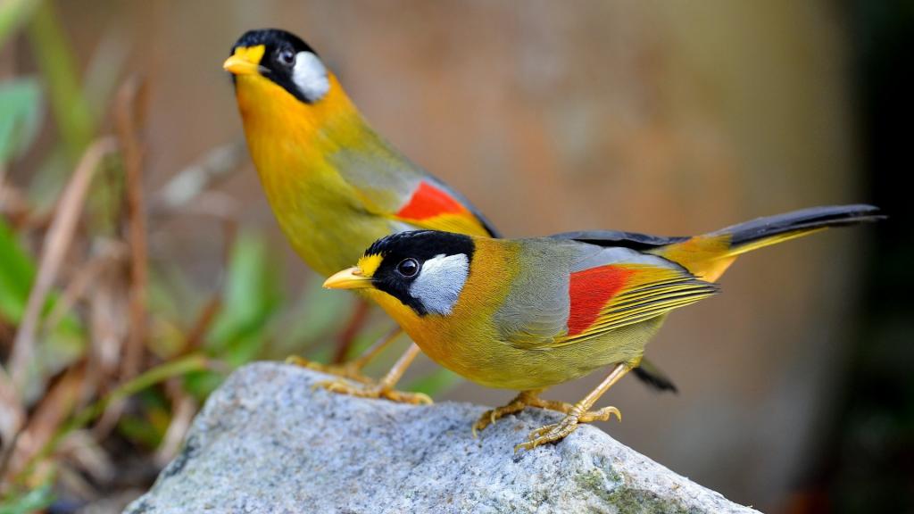 优美的银耳相思鸟