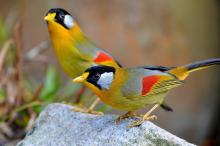 优美的银耳相思鸟