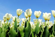 尊贵郁金香花丛