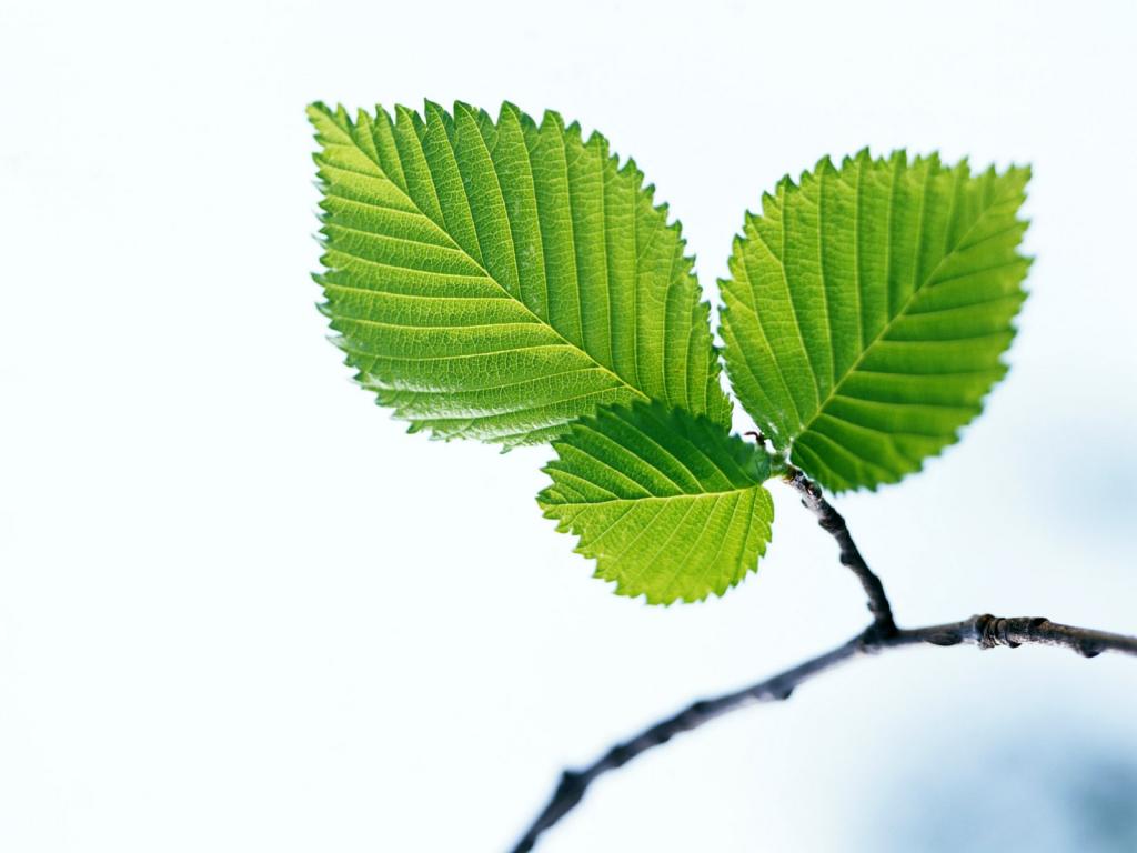 青翠欲滴的绿叶