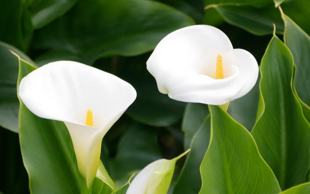 纯洁清新柔美的海芋花语