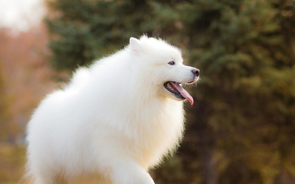 超可爱萌宠萨摩耶犬