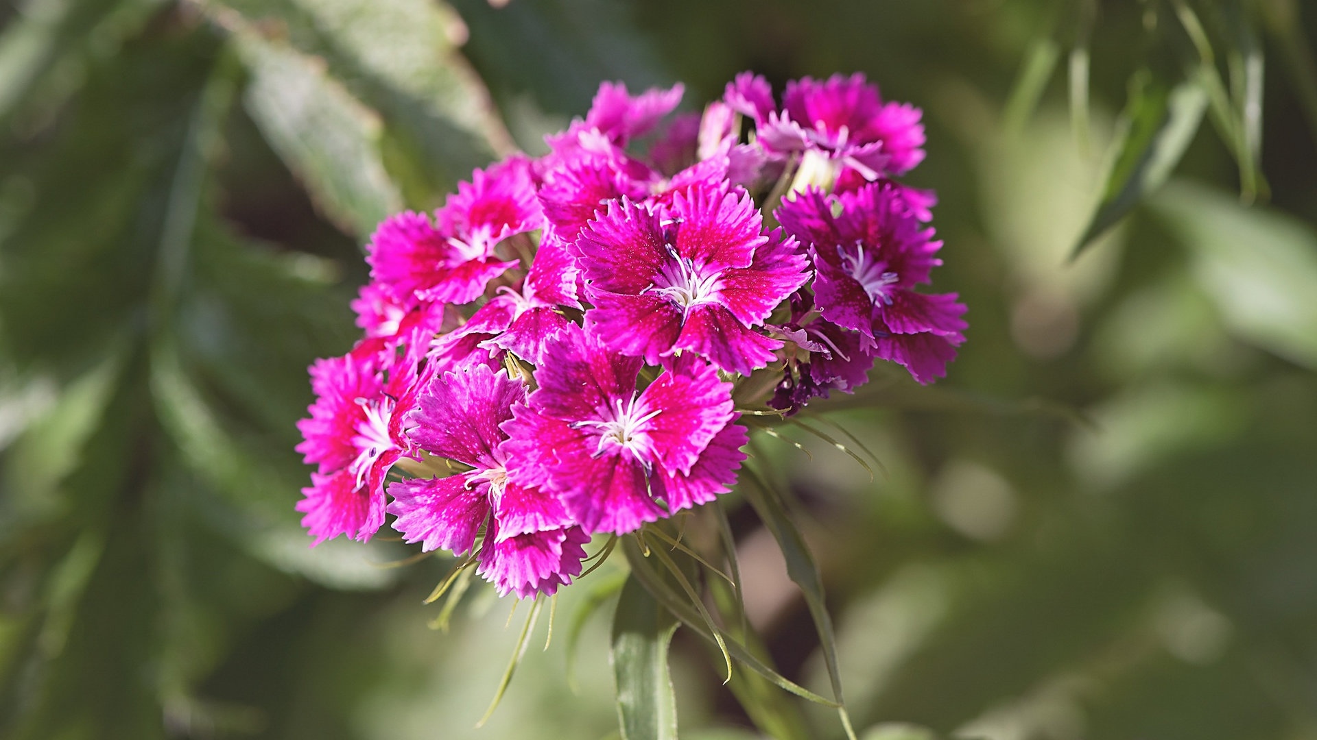 首页 电脑壁纸 清新石竹花 > || 更新时间:2018-10-09 颜色分 绿色