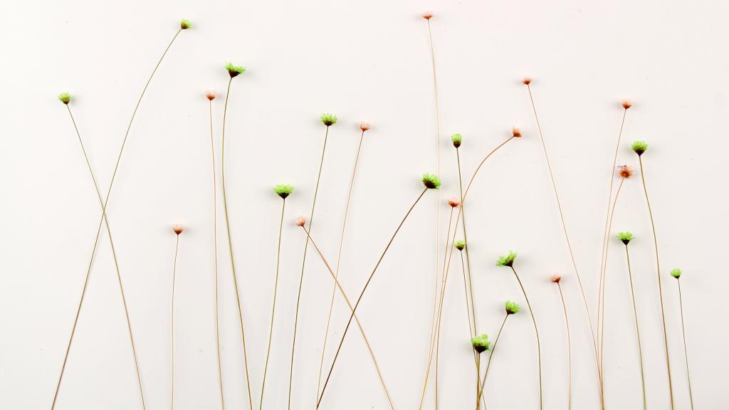 温馨的干花背景