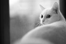 动物世界里的它们