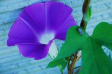 紫色唯美的牵牛花