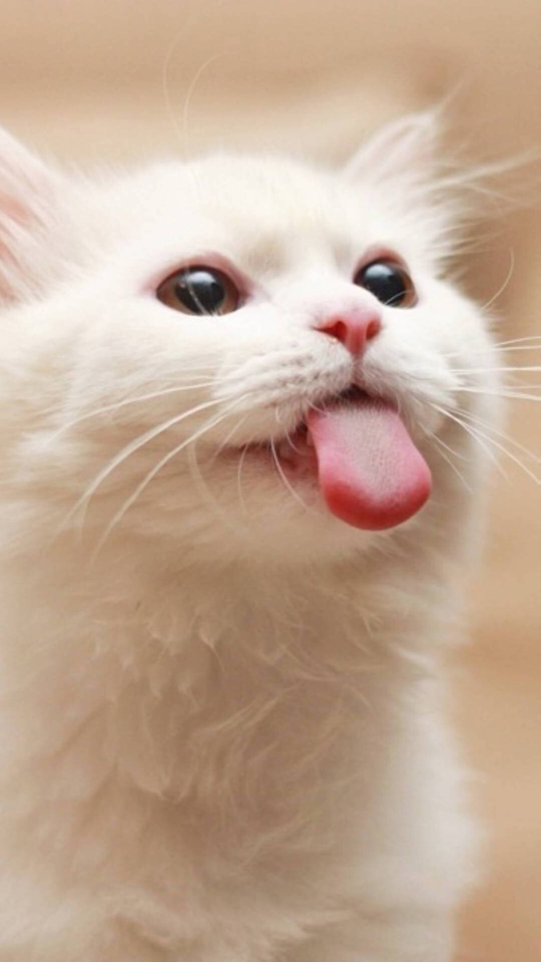 可爱白色萌猫吐舌头