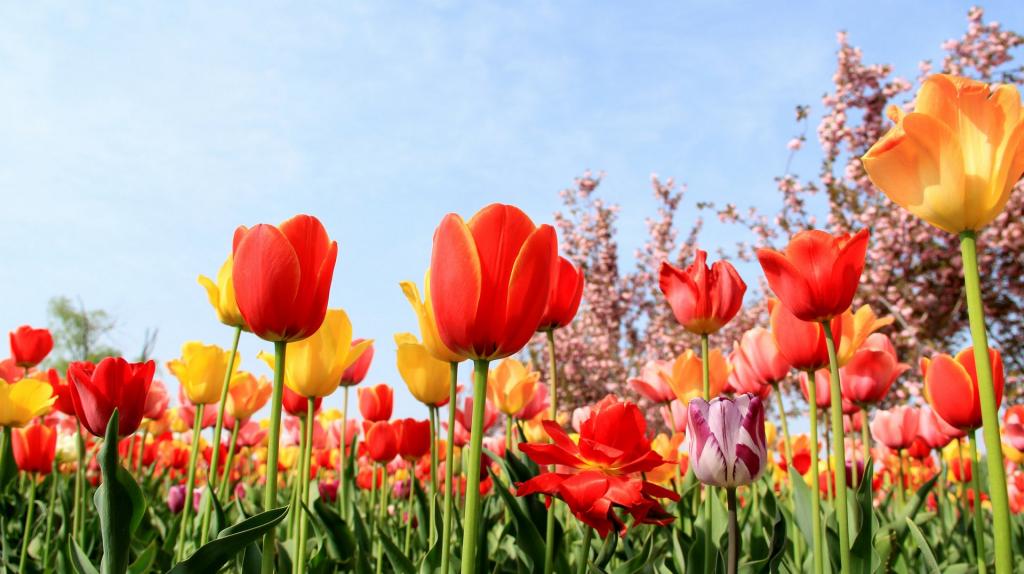 尊贵郁金香花丛