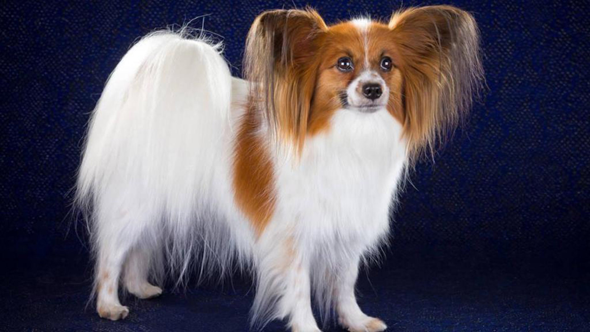 可爱软萌的蝴蝶犬,高清图片,电脑桌面-壁纸族