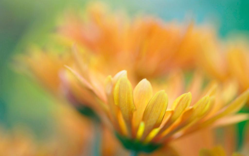 高清大图花卉摄影图片