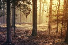 枯黄的秋季风景