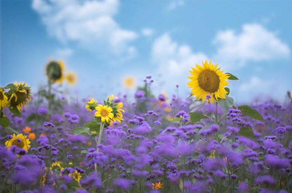 向日葵清新唯美微距写真