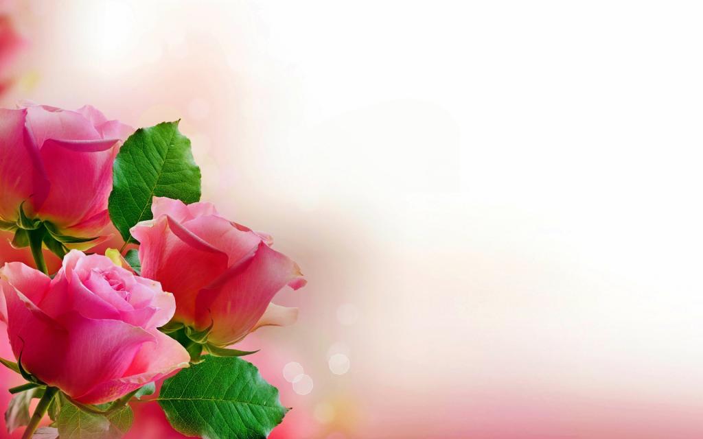 浪漫七夕情人节玫瑰系列