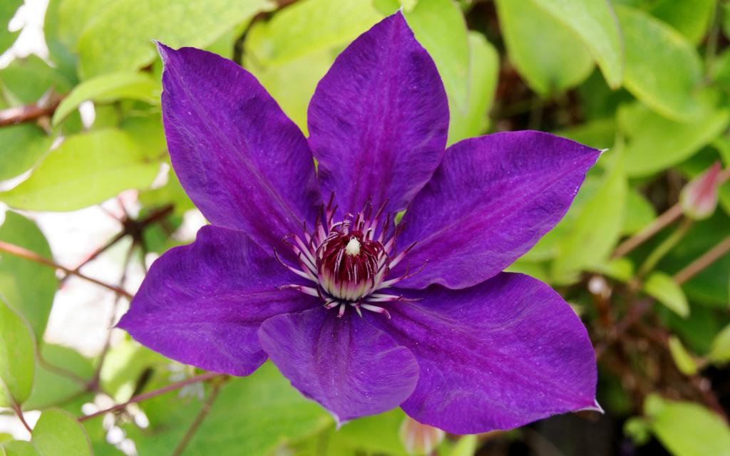 紫色铁线莲特写