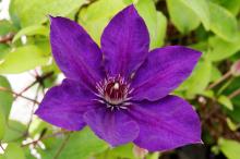 紫色铁线莲特写