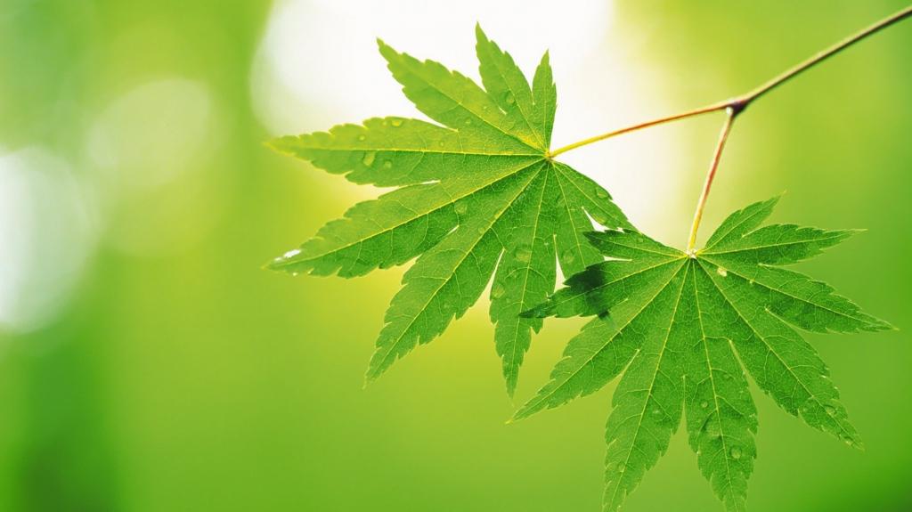 大自然的绿色植物