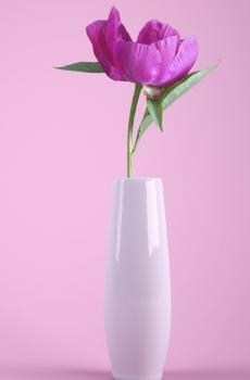 送什么花给老师好-0