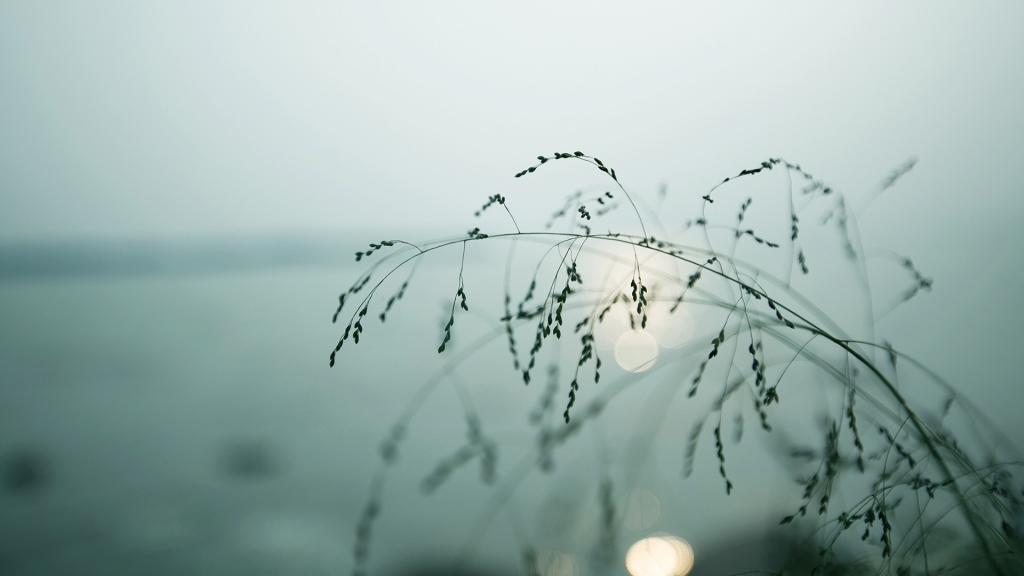 小清新植物唯美写真