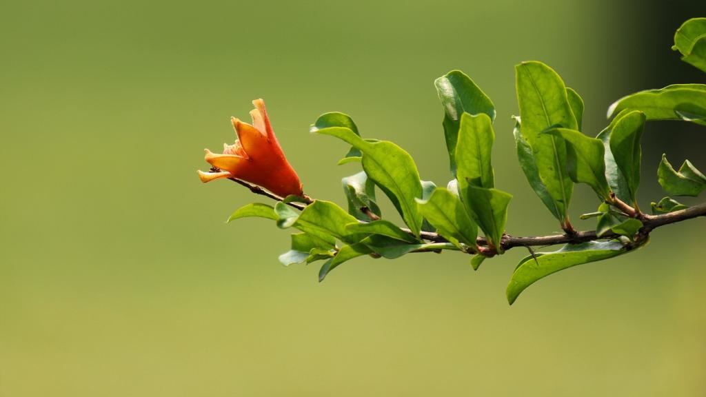 初夏石榴花开了