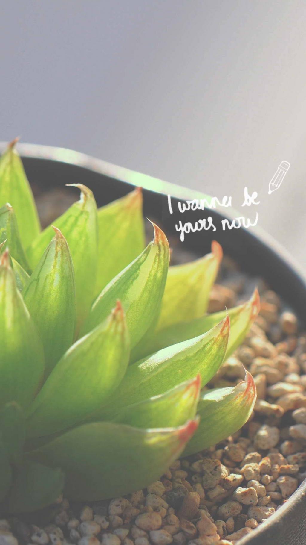 小清新多肉植物盆栽