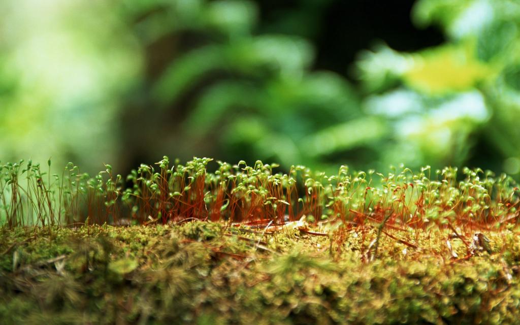 新生的绿色嫩芽