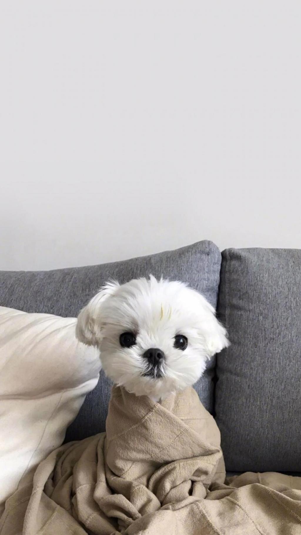 呆萌又搞怪的玛尔基斯犬