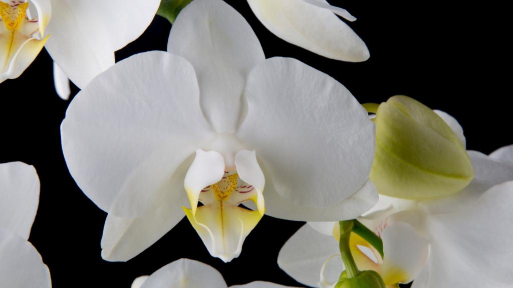 白色蝴蝶兰