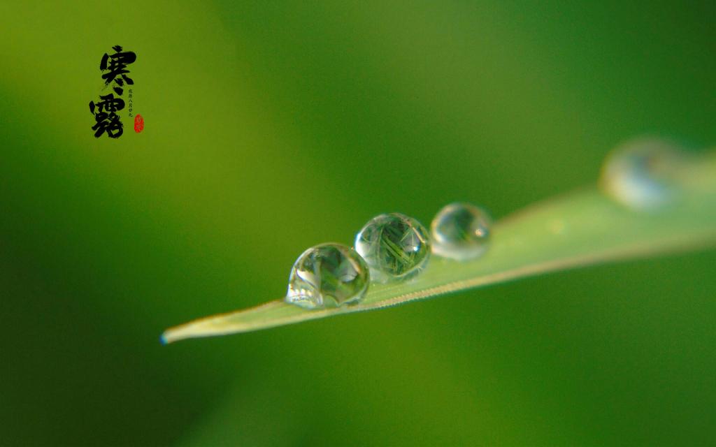 中国传统节气之寒露