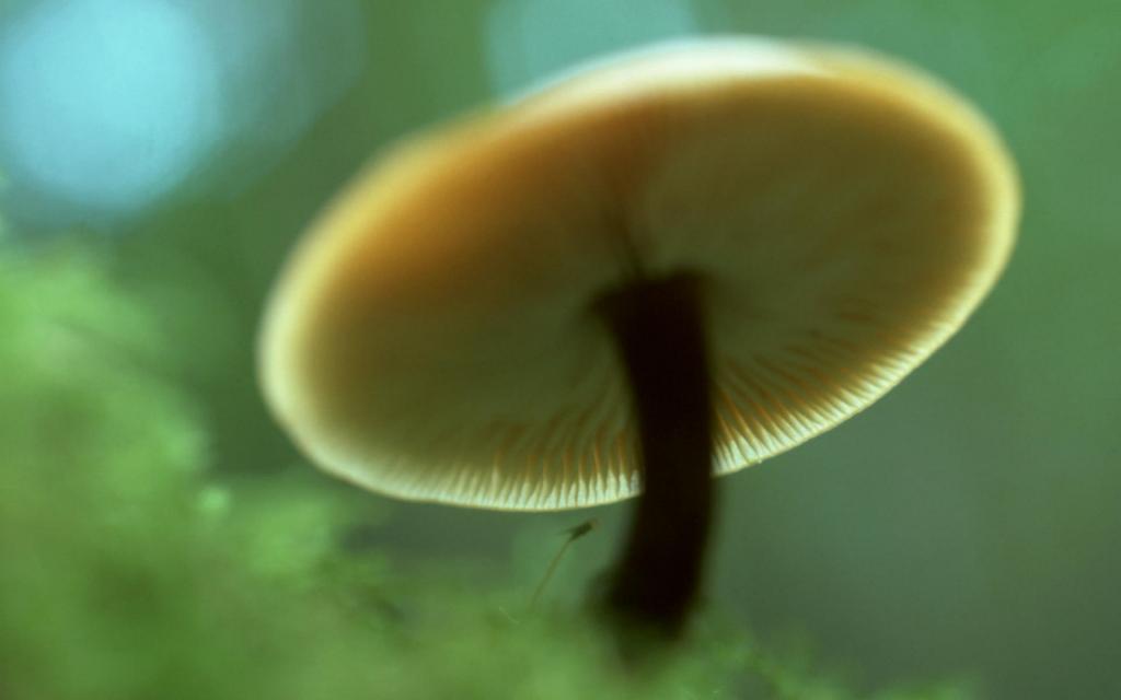 野生菌类蘑菇