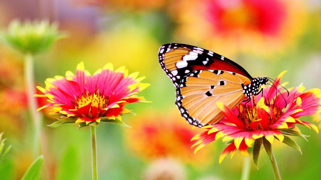 新的一年繁花似锦